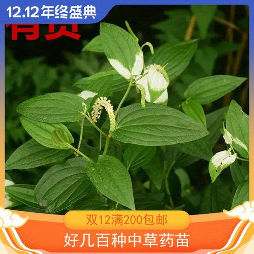 三白草 白面姑 白舌骨 塘边藕  盆栽 全年种植中草药苗