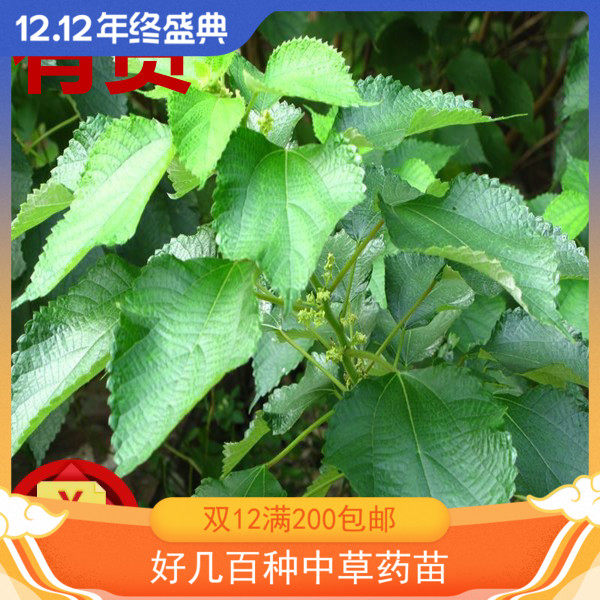 苎麻 荨麻野麻家麻苎仔青麻白麻药材植物家庭景观绿植浙药草药苗