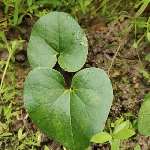 推荐 细辛苗阳台庭院室内盆栽向阴植物药材中草药种植带根易活新品