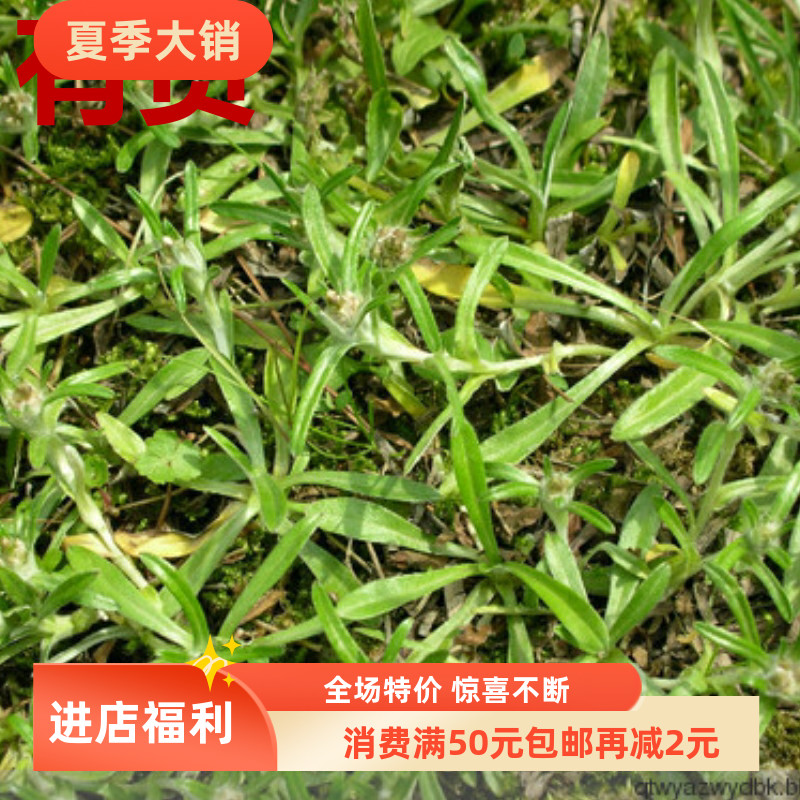 天青地白毛女儿菜父子草小火草野清明草菠萝草叶下白春秋冬草药苗