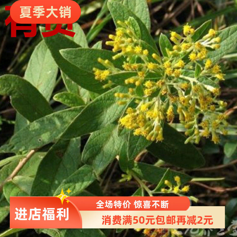 羊耳菊白牛胆大力王毛柴胡叶下白山白芷中药材四季种植盆栽草药苗