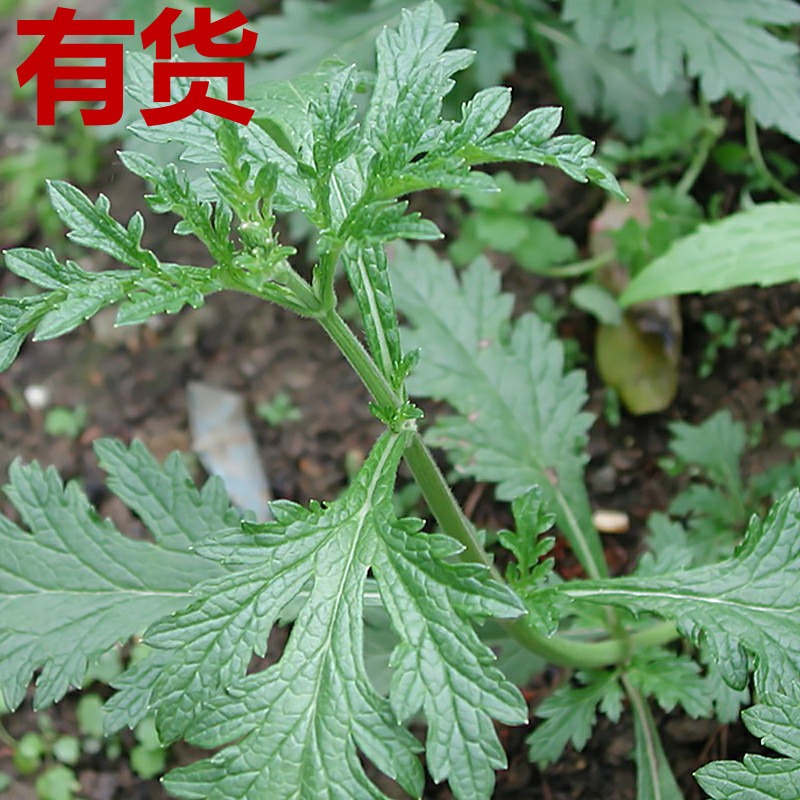 马鞭草 药苗新款绿化紫顶龙芽草野荆芥四季盆栽中草药种植苗