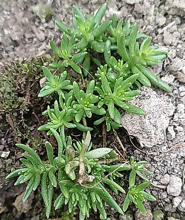 佛甲草又名狗豆芽珠芽佛甲草指甲草景天科中草药种植苗