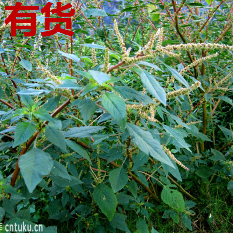 刺苋菜野苋菜野刺苋勒苋菜刺刺草假苋菜猪母刺中药材春夏秋草药苗