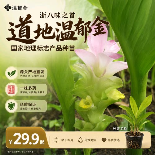 杭白菊花苗白术白芍贝母玄参元胡笕麦冬温郁金浙八味中药材种植苗