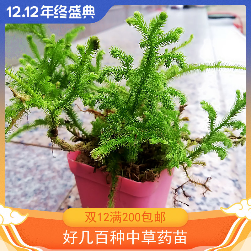 伸筋草 石松华中石松小盆栽观赏工业农业饲料绿植盆景中草药苗 鲜花速递/花卉仿真/绿植园艺 绿植 原图主图