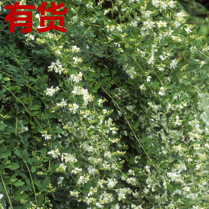 山豆花毛胡枝子白胡枝子白土子白萩山油麻公油麻四季草药苗