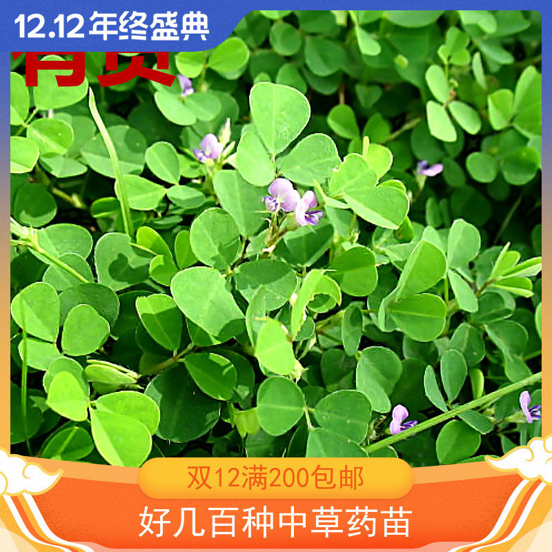 三点金八字三脚虎哮灵四季春三耳珠子品字草药苗新鲜带根推荐美观