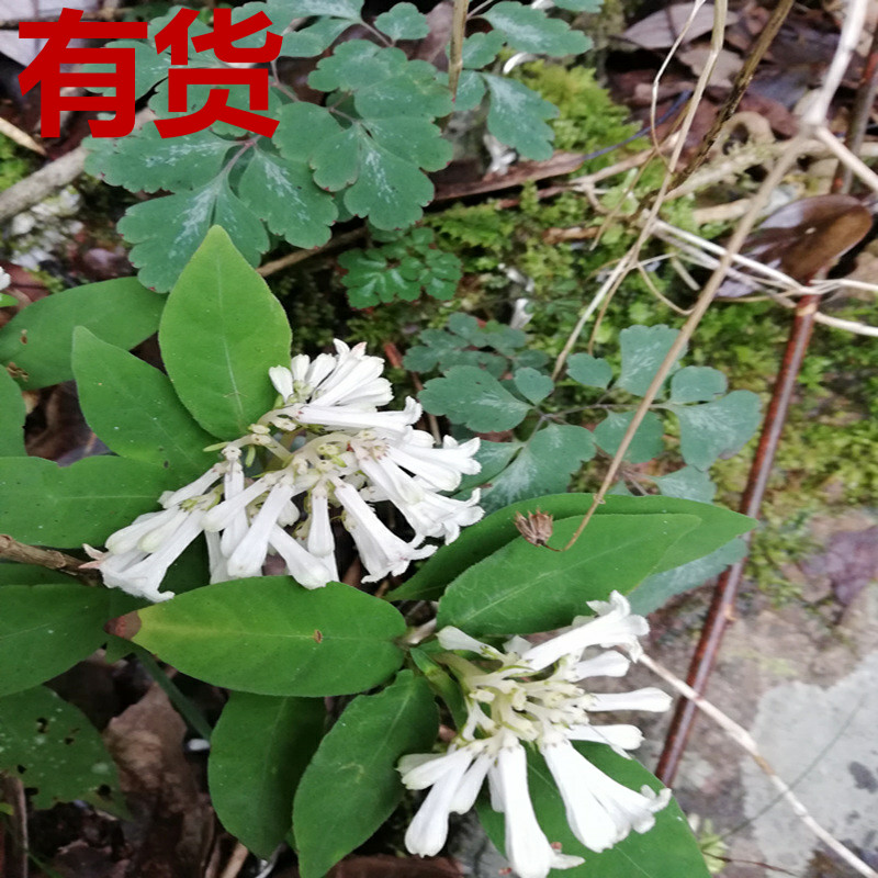 野生天青地红草药图片图片