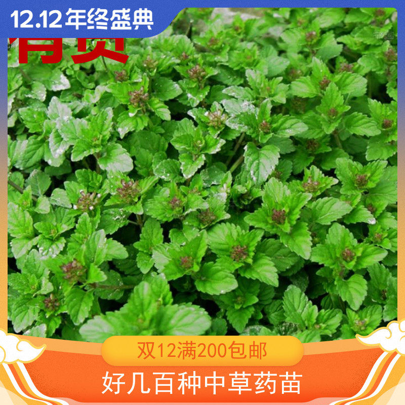 风轮菜蜂窝草节节草苦地胆熊胆草九层塔落地梅花九塔草阳台草药苗