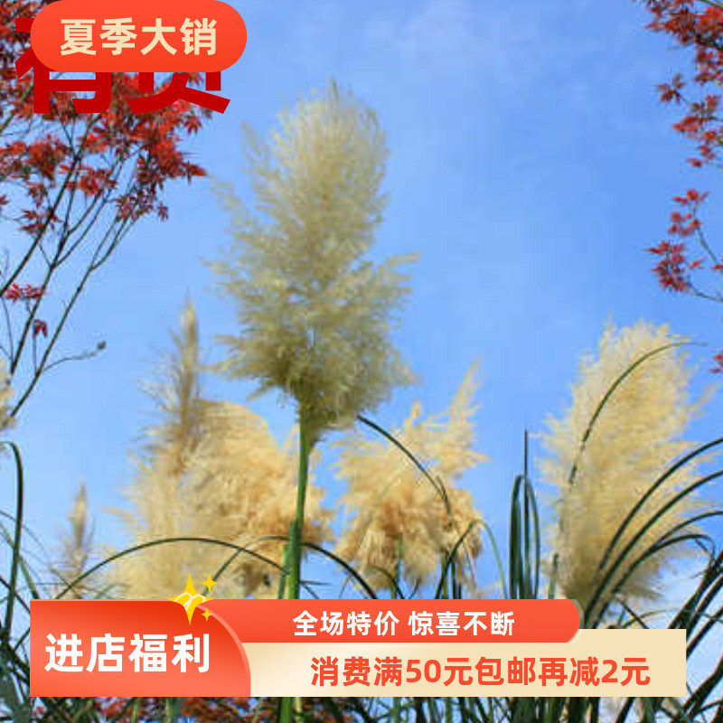 芭茅竿新款木槿花见描述青竿芒芝茎五节芒种植盆栽中药材草药苗