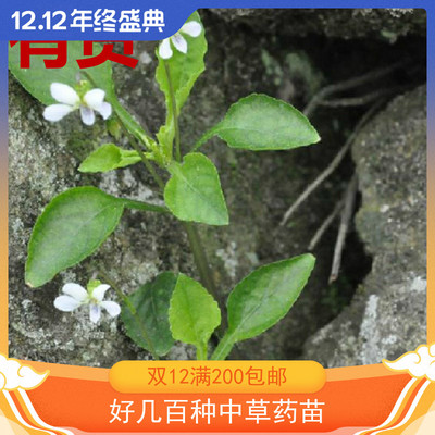 匍伏堇白地黄瓜地野白菜王瓜黄瓜草黄瓜香菜银茶匙石白菜雪里青苗