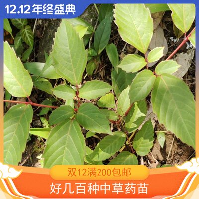 广东蛇葡萄苗粤田浦茶背带藤毛序牛果藤山藤茶苗带根趣味新品推荐