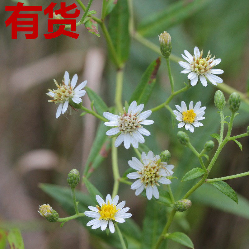 三脉紫菀 野白菊花 山白菊 山雪花 白升麻 三脉叶马兰 鸡儿肠药苗