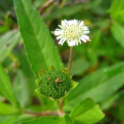 墨旱莲金陵草白猢孙头夏秋药苗