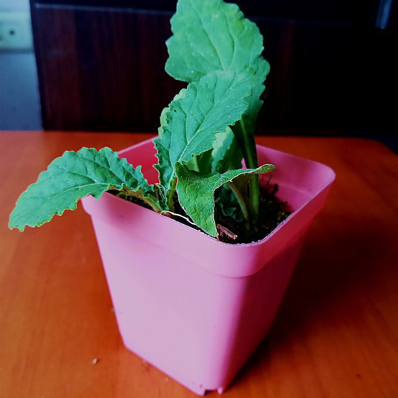 紫背金盘破血丹石灰菜散血草退血草中草药白毛夏枯草培育植物盆栽