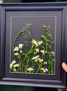 植物标本相框剪纸画框装裱