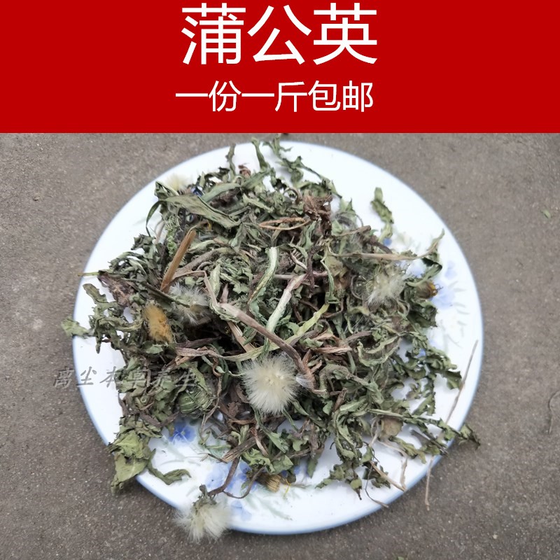 中草药野生蒲公英带根 现挖 叶子 整颗棵 全草 整株 500g 包邮