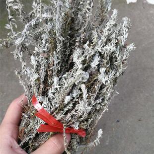 六月霜 野生草药 千年霜 白头翁 干品250克 千年艾 白毛鹿茸草