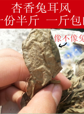 野生 草药杏香兔耳风 兔儿风兔耳草  朝天一支香 250克 一斤包邮