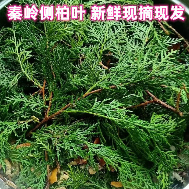 陕西秦岭现采新鲜侧柏叶正品纯叶无树枝秦岭侧柏叶扁柏叶现摘现发_虎窝淘