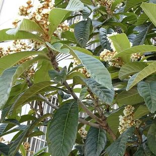 新鲜枇杷叶茶优质野生中草药材老枇杷树叶子现摘枇杷树叶500g包邮