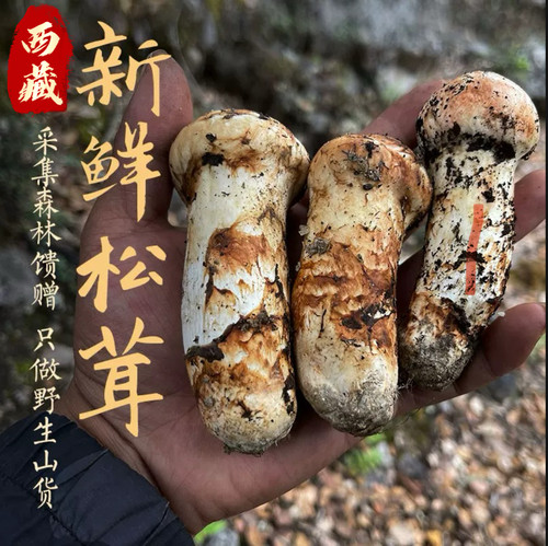 西藏林芝新鲜松茸非云南货