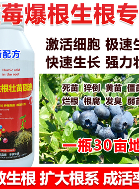 蓝莓生根剂蓝莓生根粉蓝莓壮苗剂速效生根液叶面肥蓝莓生根壮苗