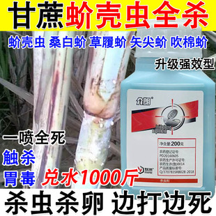 甘蔗蚧壳虫强效杀虫剂甘蔗蚧壳虫专用药专杀介壳虫吡虫噻嗪酮正品