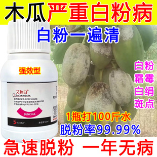 木瓜白粉病专用药木瓜白粉病杀菌剂瓜果蔬菜白粉病专治几丁聚糖