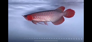 实鱼拍摄 现鱼在售 大湖红龙鱼