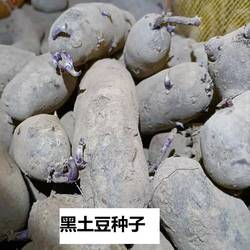 定西马铃薯农产品黑土豆仔洋芋种子5斤包邮价农产品