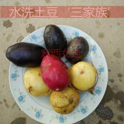 土豆定西混装新鲜蔬菜包邮