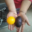 25年甘肃黑土豆黑美人旱地蔬菜黑金刚洋芋紫薯迷你小土豆5斤 包邮