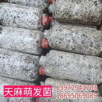 優(yōu)質(zhì)萌發(fā)菌拌花粉蒴果培育天麻0代種/天麻菌種/0代天麻種培育專(zhuān)用