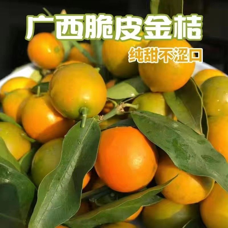 桂林脆皮金桔金橘非砂糖橘香妃柚