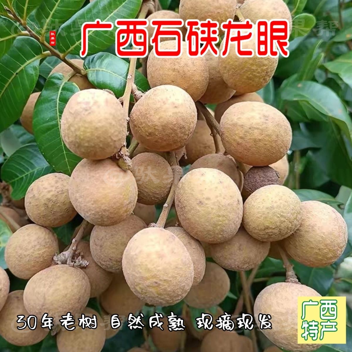广西平南石硖龙眼百年老树现摘