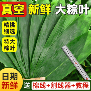 粽叶新鲜粽子叶大号特包粽子专用天然野生棕叶现摘箬叶端午节家商