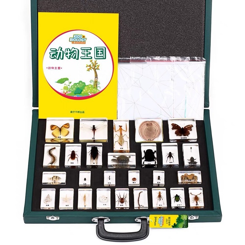 千千动物王国儿童认知标本