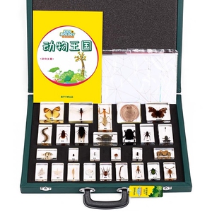 千千动物王国儿童认知标本