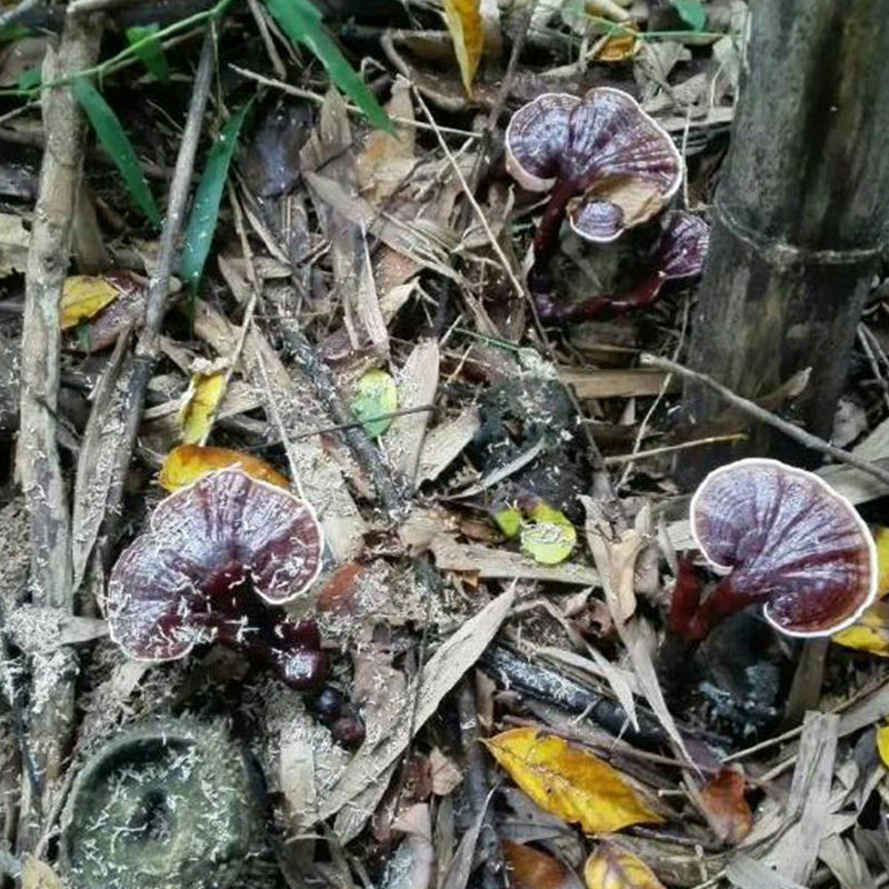 云南野生竹灵芝深山采摘天然正品小红灵芝紫灵芝特级包邮