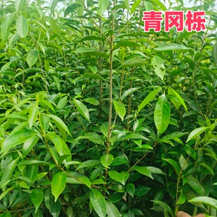 青冈栎树苗盆栽庭院别墅园林赤皮青冈造景风景树绿化工程行道树