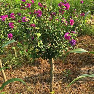 小花木槿树苗盆栽棒棒糖室外阳台庭院好养开花四季易活工程绿化苗