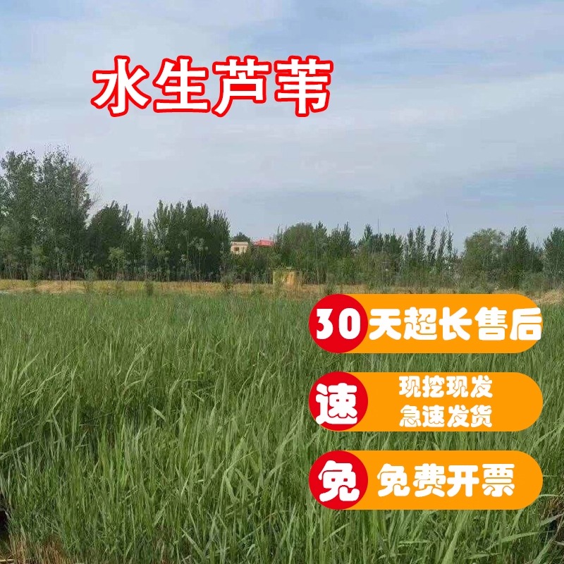 【水生绿植】挺水绿叶芦苇杆鲜活植物湿地公园庭院池塘绿化工程苗
