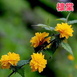 棣棠花苗单瓣重瓣盆栽树苗爬藤攀缘植物室外庭院阳台灌木绿化花卉