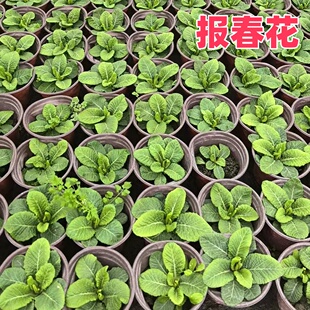 成都报春花盆栽花苗羽叶重瓣报春花欧洲花卉耐寒好养花卉节日摆花