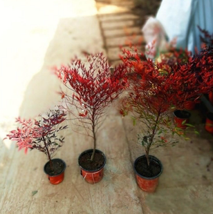 南天竹苗庭院植物老桩绿化南天竺火焰红红天竹盆栽盆景别墅绿化