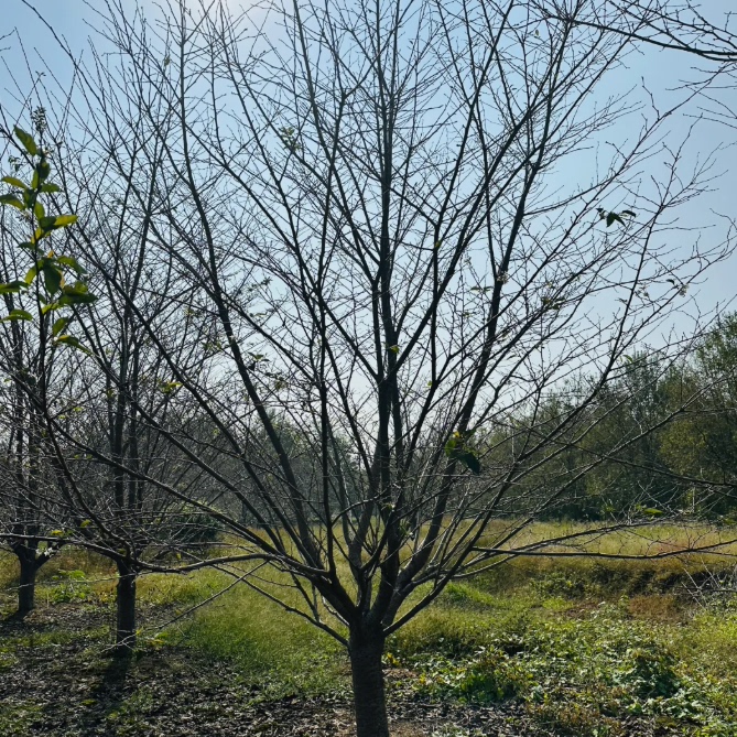 樱花大树重瓣室外耐寒植物花卉庭院种植盆栽日本晚樱绿化工程乔木