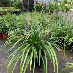 兰花三七草苗地被植物阔叶麦冬园林绿化工程苗多年生四季耐寒成都