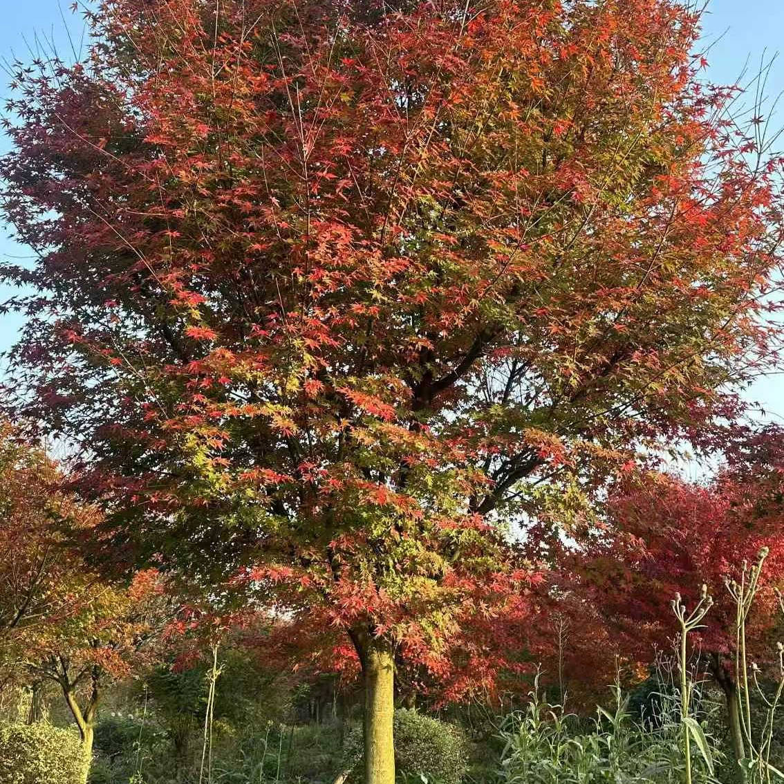 彩叶鸡爪槭乔木彩叶树行道风景树